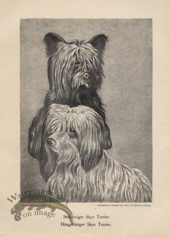 1890s Dogs 03
